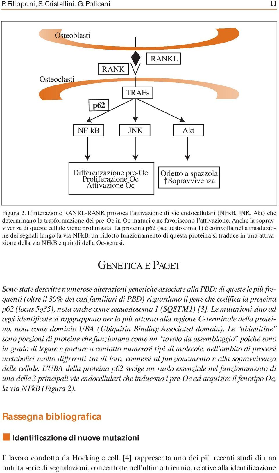 L interazione RANKL-RANK provoca l attivazione di vie endocellulari (NFkB, JNK, Akt) che determinano la trasformazione dei pre-oc in Oc maturi e ne favoriscono l attivazione.