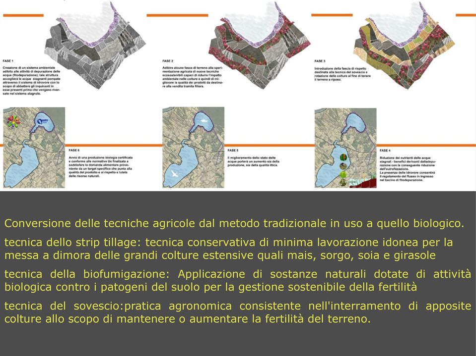 mais, sorgo, soia e girasole tecnica della biofumigazione: Applicazione di sostanze naturali dotate di attività biologica contro i patogeni