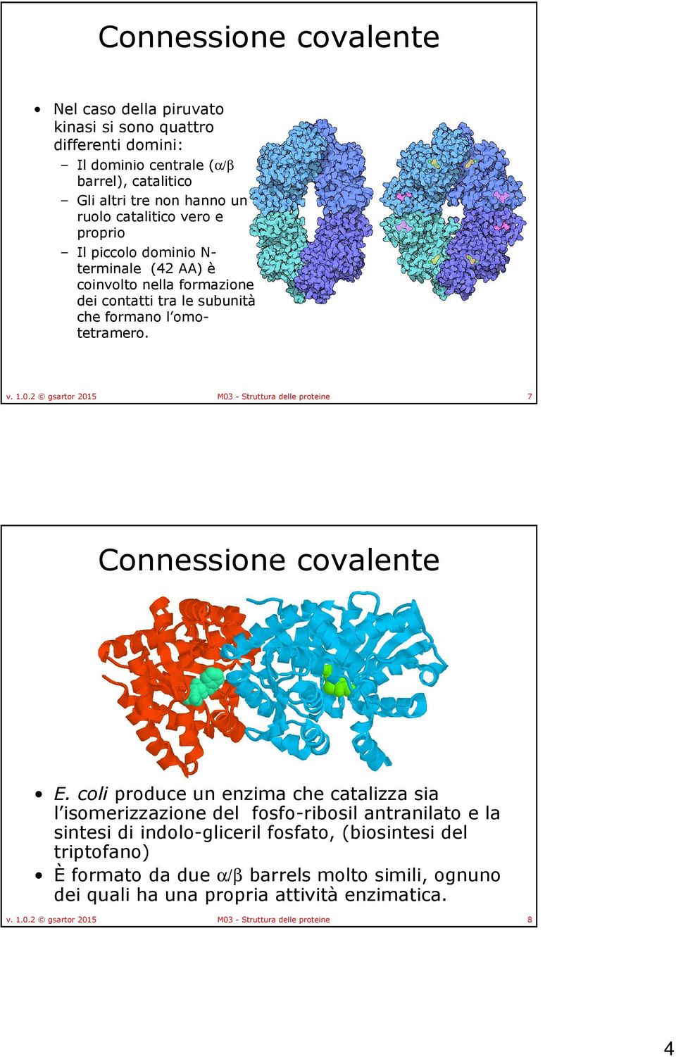 2 gsartor 2015 M03 - Struttura delle proteine 7 Connessione covalente E.