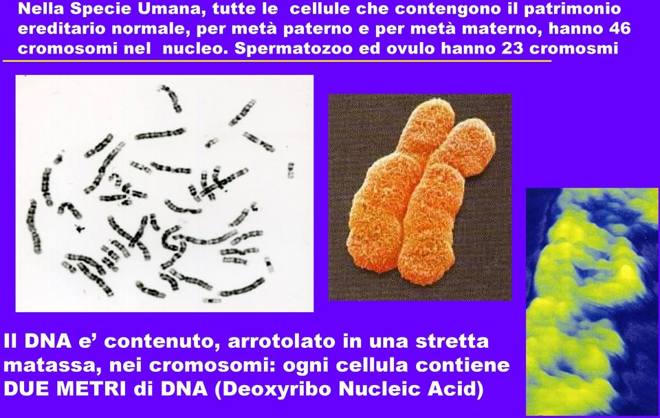 Spermatozoo ed ovulo hanno 23 cromosmi Il DNA e contenuto, arrotolato in una