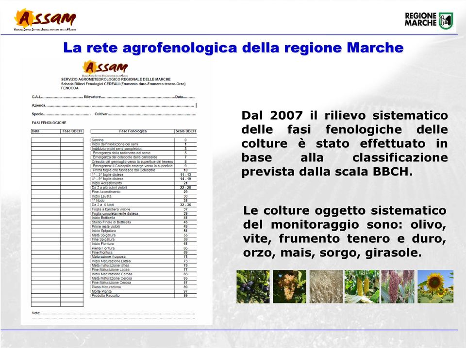 classificazione prevista dalla scala BBCH.