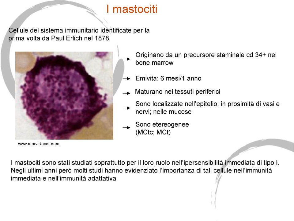 epitelio; in prosimità di vasi e nervi; nelle mucose Sono etereogenee (MCtc; MCt) I mastociti sono stati studiati soprattutto per il loro ruolo