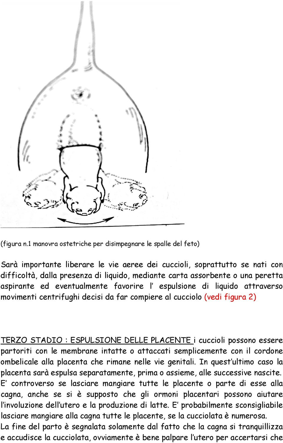 o una peretta aspirante ed eventualmente favorire l espulsione di liquido attraverso movimenti centrifughi decisi da far compiere al cucciolo (vedi figura 2) TERZO STADIO : ESPULSIONE DELLE PLACENTE