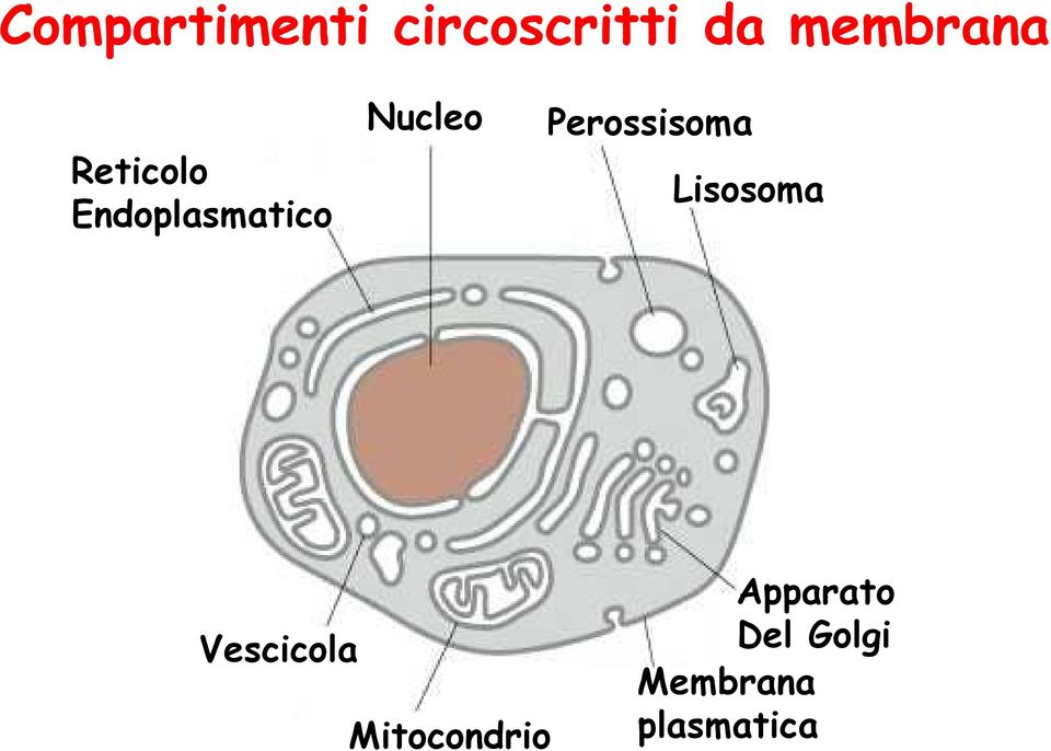 Nucleo Perossisoma Lisosoma Vescicola