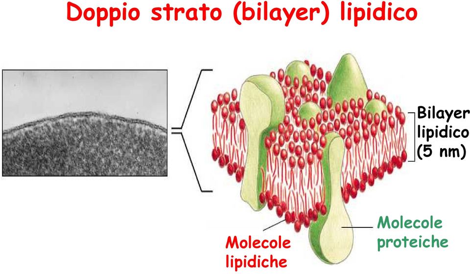 lipidico (5 nm)