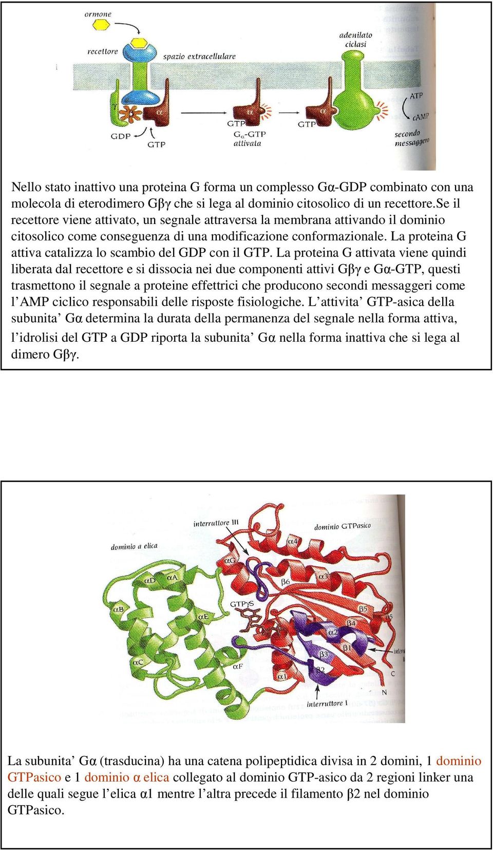 La proteina G attiva catalizza lo scambio del GDP con il GTP.