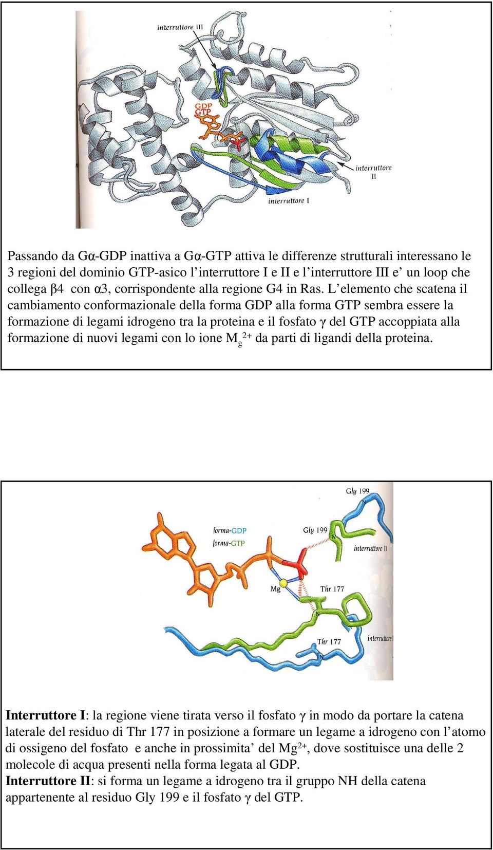 L elemento che scatena il cambiamento conformazionale della forma GDP alla forma GTP sembra essere la formazione di legami idrogeno tra la proteina e il fosfato γ del GTP accoppiata alla formazione