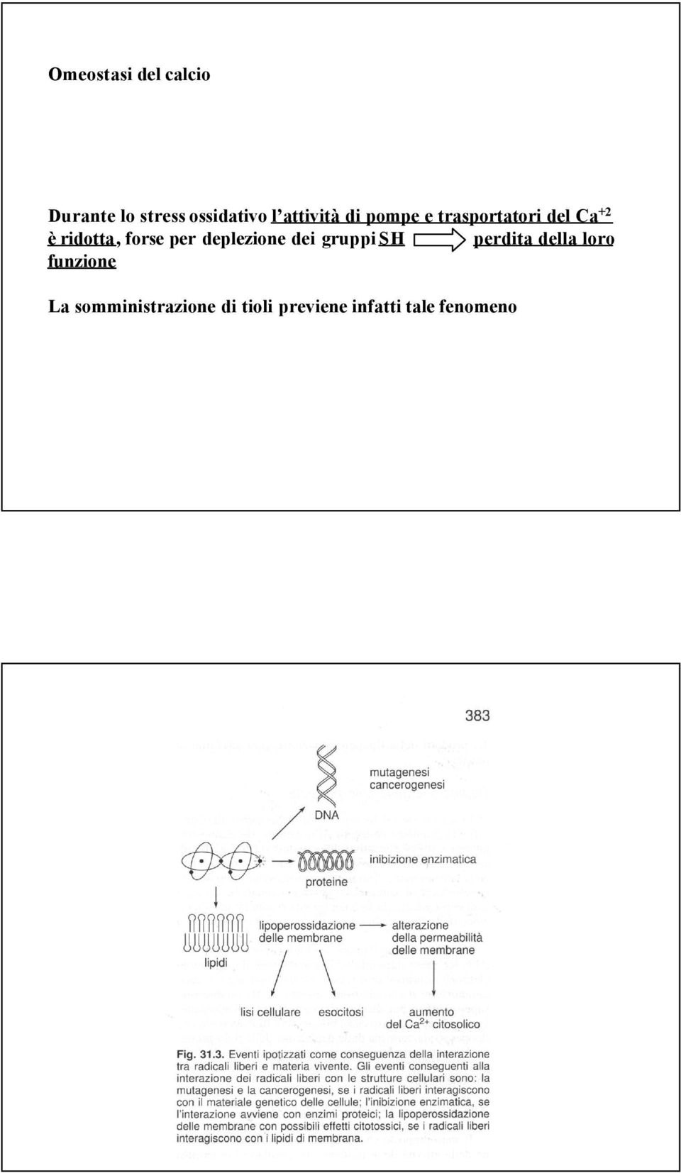 forse per deplezione dei gruppi SH perdita della loro