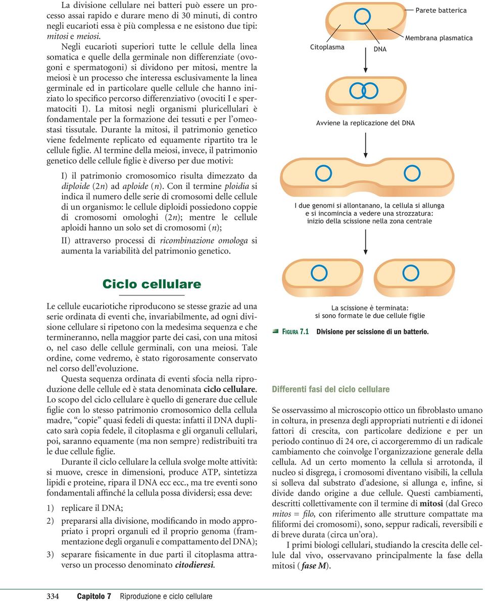 interessa esclusivamente la linea germinale ed in particolare quelle cellule che hanno iniziato lo specifico percorso differenziativo (ovociti I e spermatociti I).