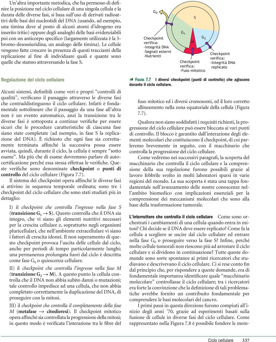 (largamente utilizzata è la 5- bromo-desossiuridina, un analogo delle timina).