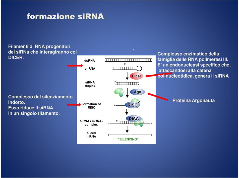 E un endonucleasi specifico che, attaccandosi alla catena polinucleotidica, genera il