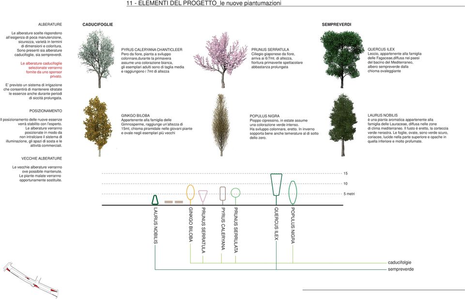 PYRUS CALERYANA CHANTICLEER Pero da fiore, pianta a sviluppo colonnare,durante la primavera assume una colorazione bianca, gli esemplari adulti sono di taglia media e raggiungono i 7mt di altezza