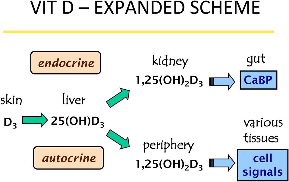 liver D 3 25(OH)D 3 autocrine