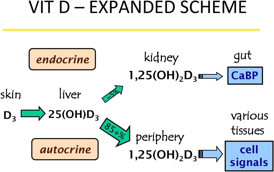 liver D 3 25(OH)D 3 autocrine