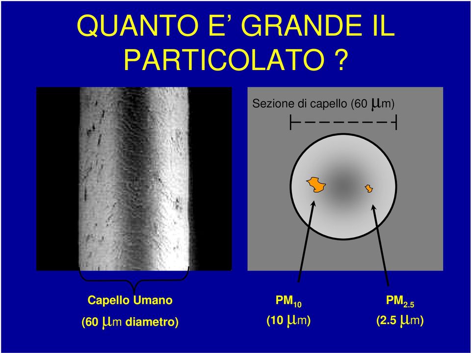 Sezione di capello (60 µm)