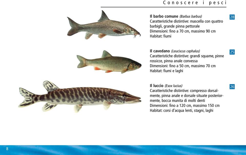 Dimensioni: fino a 50 cm, massimo 70 cm Habitat: fiumi e laghi 25 Il luccio (Esox lucius) Caratteristiche distintive: compresso dorsalmente, pinna