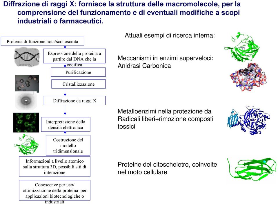 Carbonica Cristallizzazione Diffrazione da raggi X Interpretazione della densità elettronica Metalloenzimi nella protezione da Radicali liberi+rimozione composti tossici Costruzione del modello