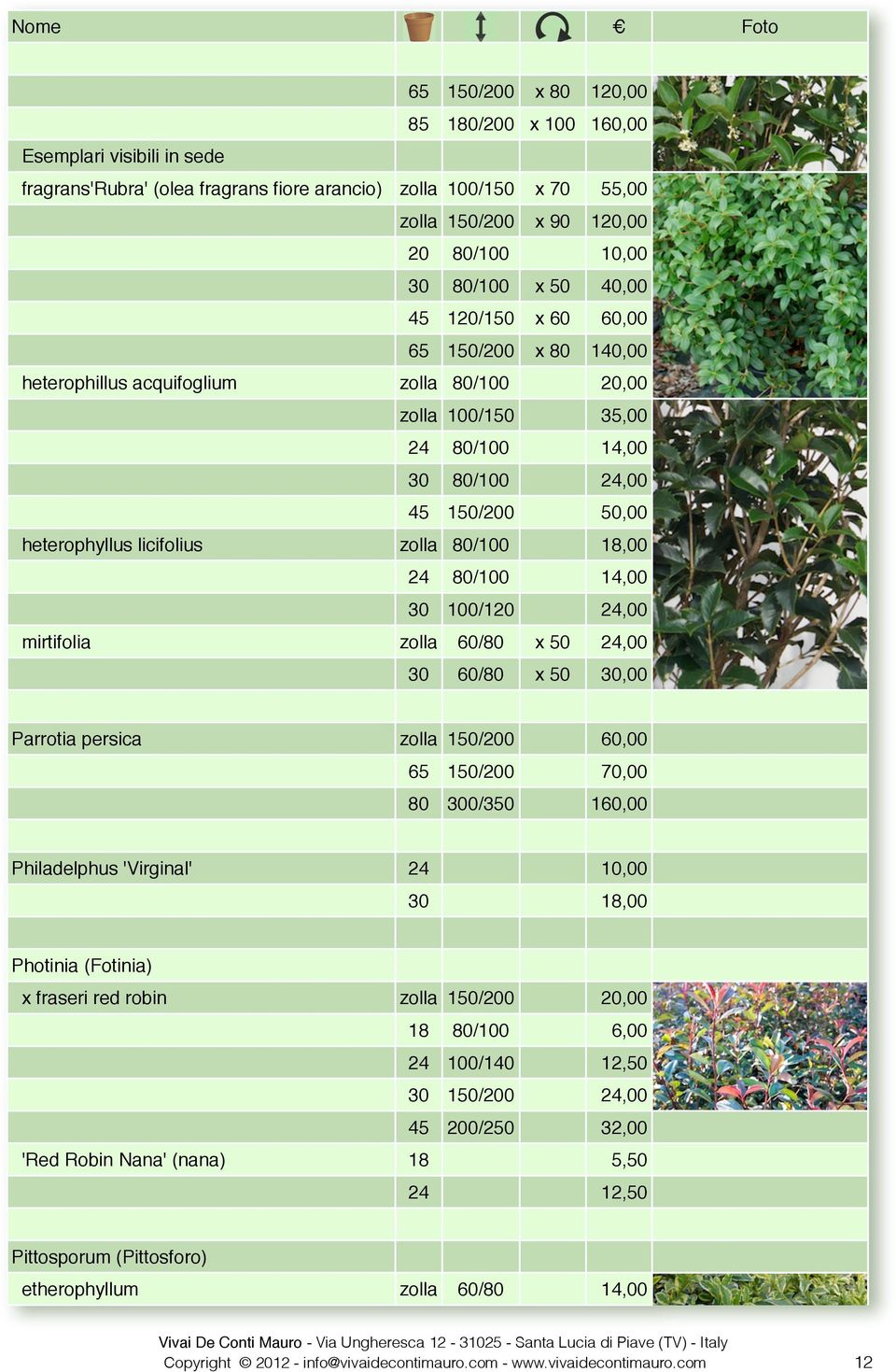 80/100 18,00 24 80/100 14,00 30 100/120 24,00 mirtifolia zolla 60/80 x 50 24,00 30 60/80 x 50 30,00 Parrotia persica zolla 150/200 60,00 65 150/200 70,00 80 300/350 160,00 Philadelphus 'Virginal' 24