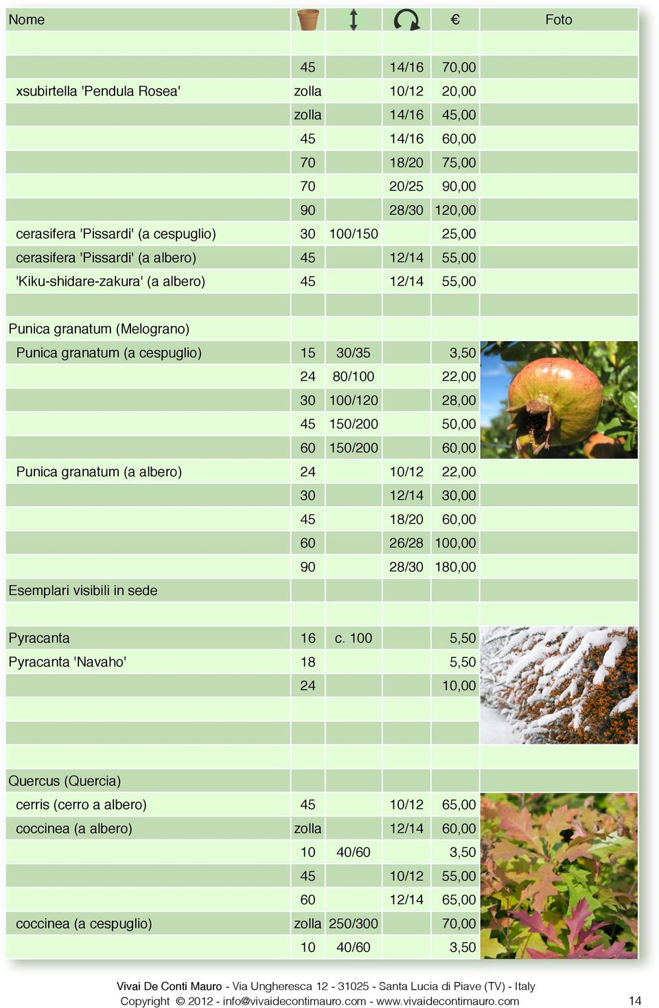 28,00 45 150/200 50,00 60 150/200 60,00 Punica granatum (a albero) 24 10/12 22,00 30 12/14 30,00 45 18/20 60,00 60 26/28 100,00 90 28/30 180,00 Esemplari visibili in sede Pyracanta 16 c.