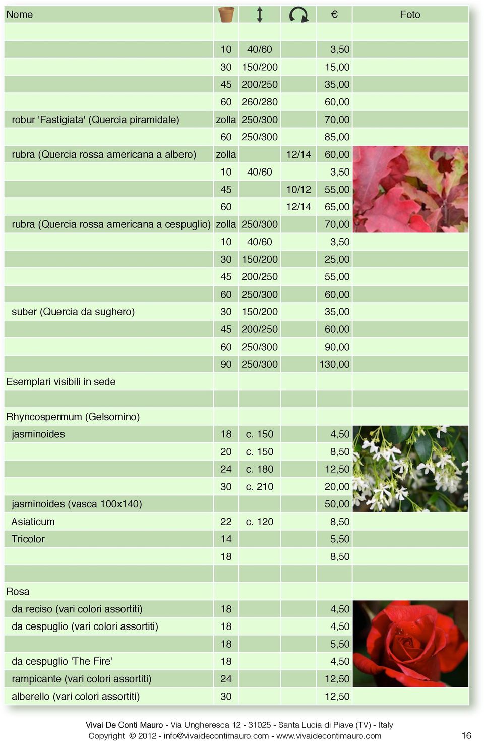 250/300 90,00 90 250/300 130,00 Esemplari visibili in sede Rhyncospermum (Gelsomino) jasminoides 18 c. 150 4,50 20 c. 150 8,50 24 c. 180 12,50 30 c.