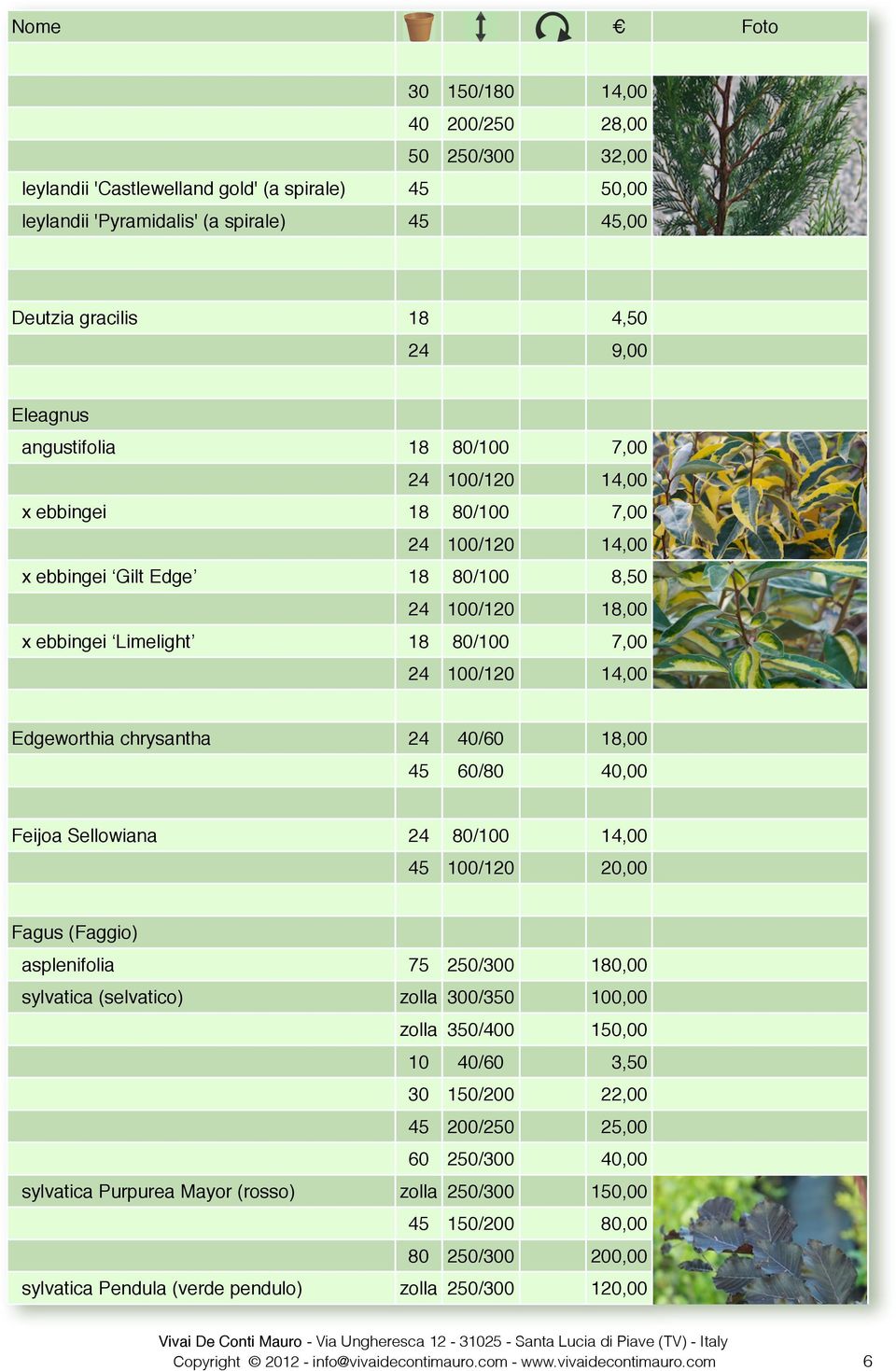 Edgeworthia chrysantha 24 40/60 18,00 45 60/80 40,00 Feijoa Sellowiana 24 80/100 14,00 45 100/120 20,00 Fagus (Faggio) asplenifolia 75 250/300 180,00 sylvatica (selvatico) zolla 300/350 100,00 zolla