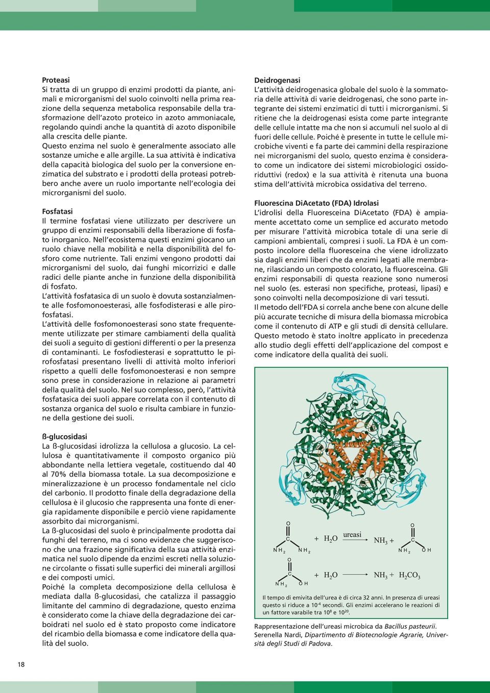 L su ttività è indictiv dell cpcità iologic del suolo per l conversione enzimtic del sustrto e i prodotti dell protesi potreero nche vere un ruolo importnte nell ecologi dei microrgnismi del suolo.