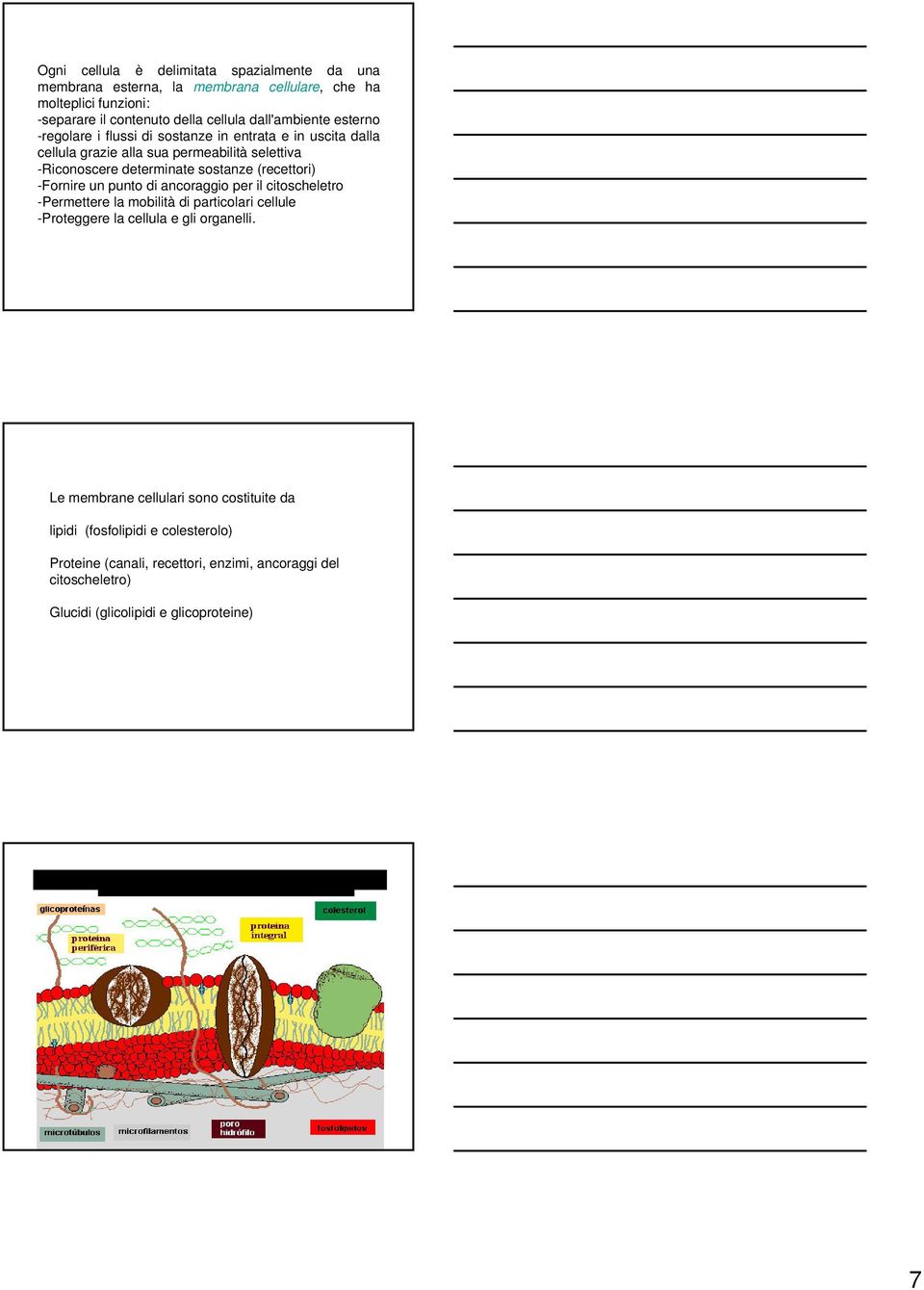 sostanze (recettori) -Fornire un punto di ancoraggio per il citoscheletro -Permettere la mobilità di particolari cellule -Proteggere la cellula e gli organelli.