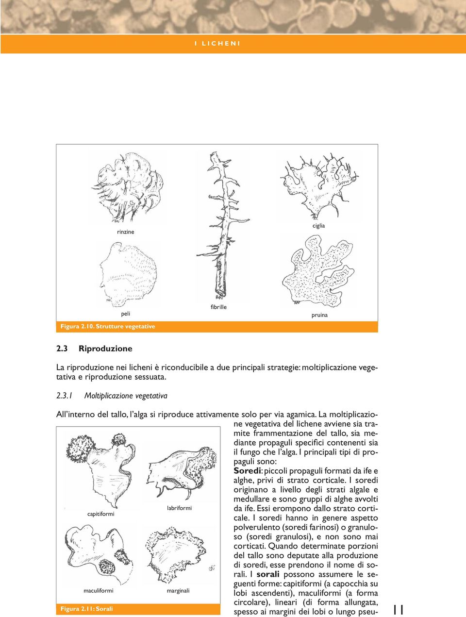 La moltiplicazione vegetativa del lichene avviene sia tramite frammentazione del tallo, sia mediante propaguli specifici contenenti sia il fungo che l alga.
