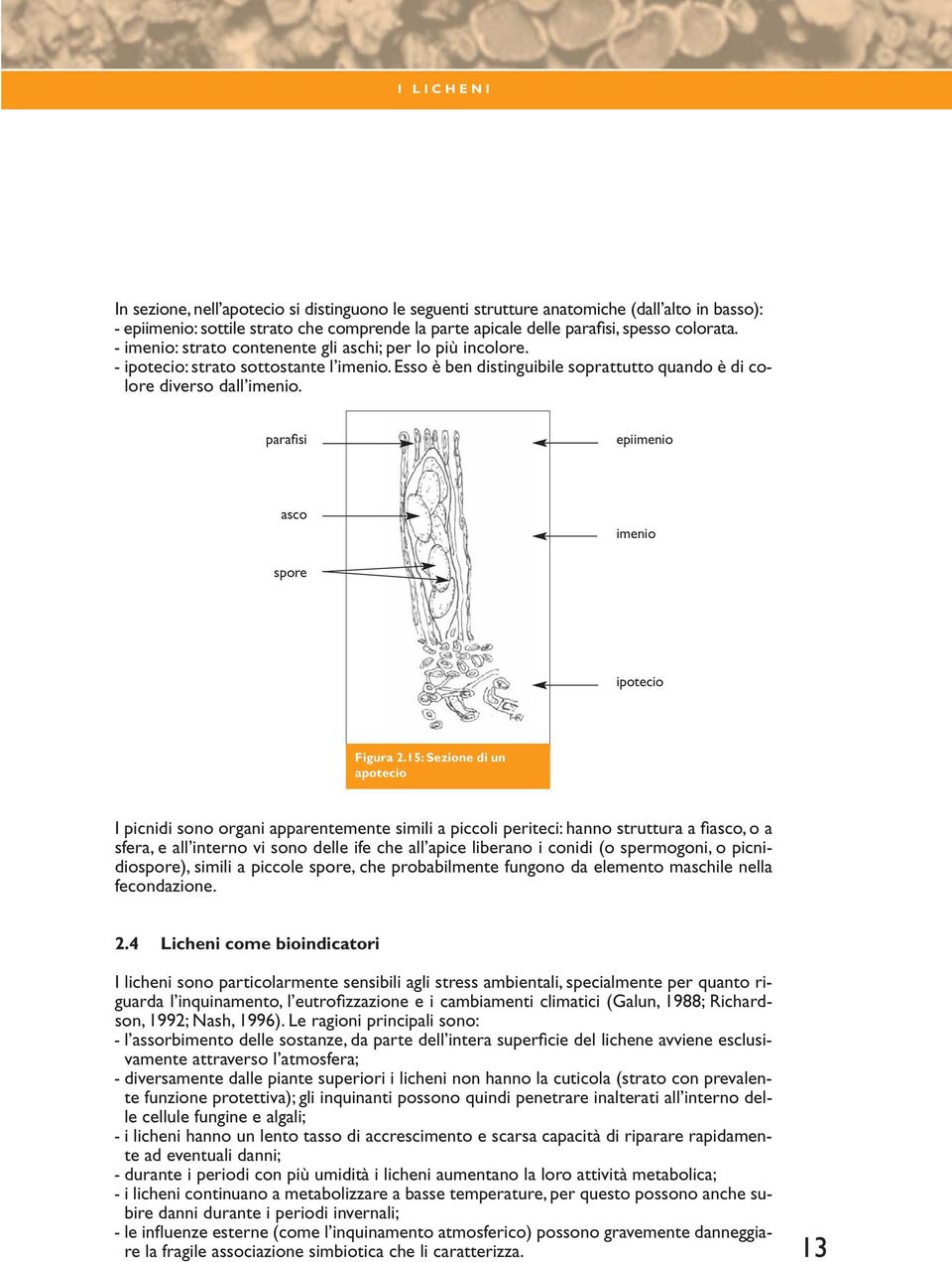 parafisi epiimenio asco imenio spore ipotecio Figura 2.