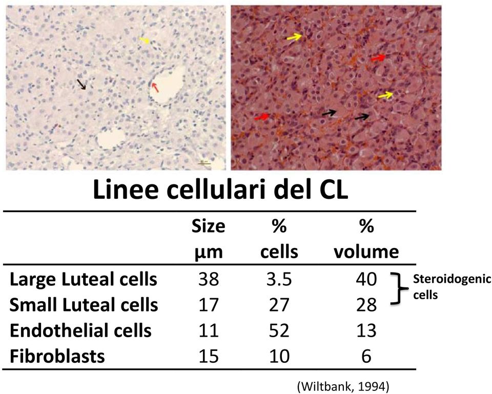 5 40 Small Luteal cells 17 27 28 Endothelial