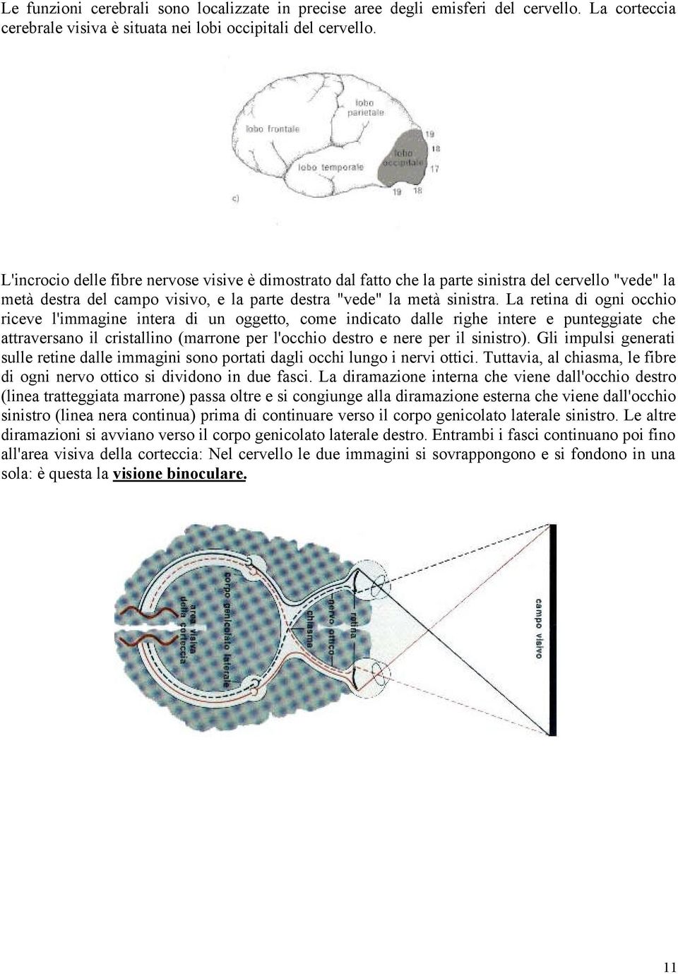 La retina di ogni occhio riceve l'immagine intera di un oggetto, come indicato dalle righe intere e punteggiate che attraversano il cristallino (marrone per l'occhio destro e nere per il sinistro).