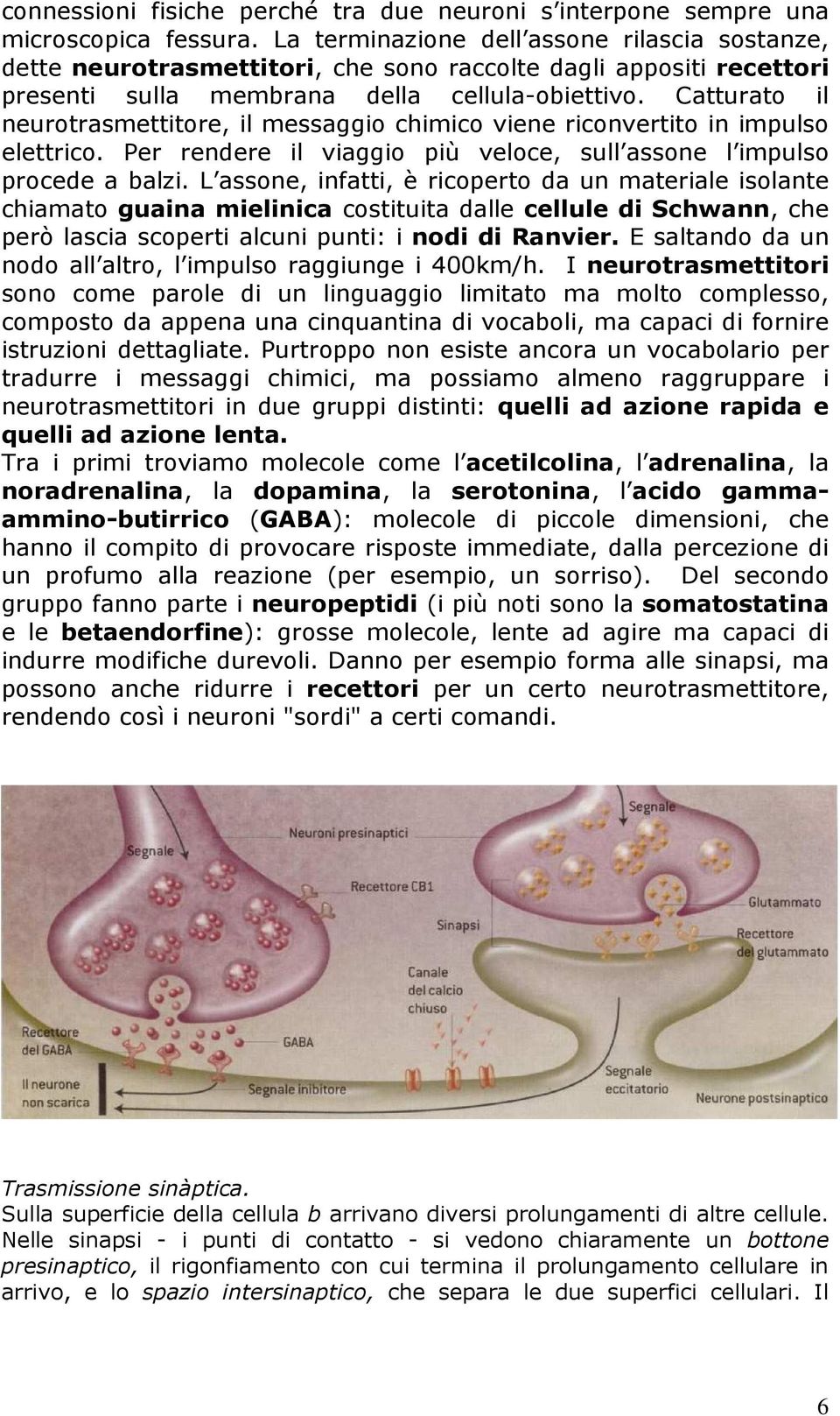 Catturato il neurotrasmettitore, il messaggio chimico viene riconvertito in impulso elettrico. Per rendere il viaggio più veloce, sull assone l impulso procede a balzi.