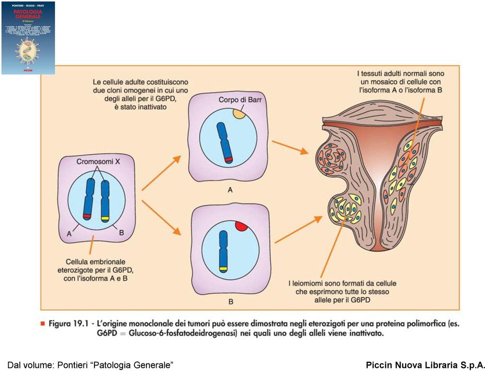 può essere dimostrata negli