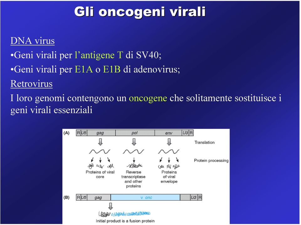 adenovirus; Retrovirus I loro genomi contengono un