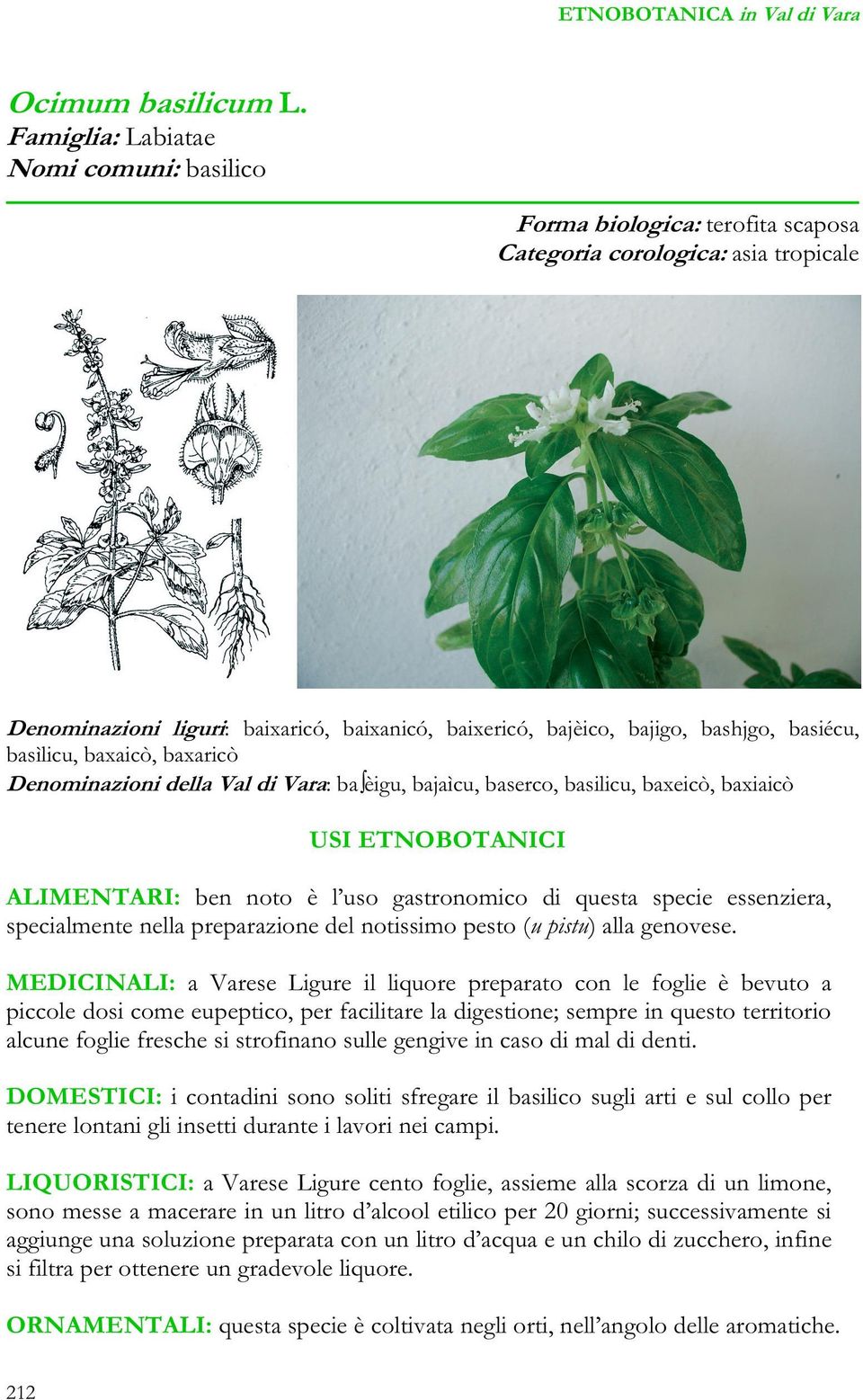 basiécu, basìlicu, baxaicò, baxaricò Denominazioni della Val di Vara: ba èigu, bajaìcu, baserco, basilicu, baxeicò, baxiaicò ALIMENTARI: ben noto è l uso gastronomico di questa specie essenziera,