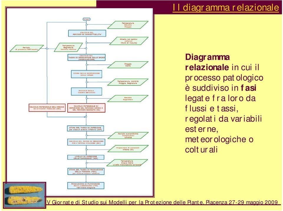 fasi legate fra loro da flussi e tassi,