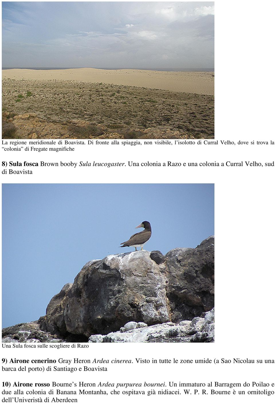 Una colonia a Razo e una colonia a Curral Velho, sud di Boavista Una Sula fosca sulle scogliere di Razo 9) Airone cenerino Gray Heron Ardea cinerea.