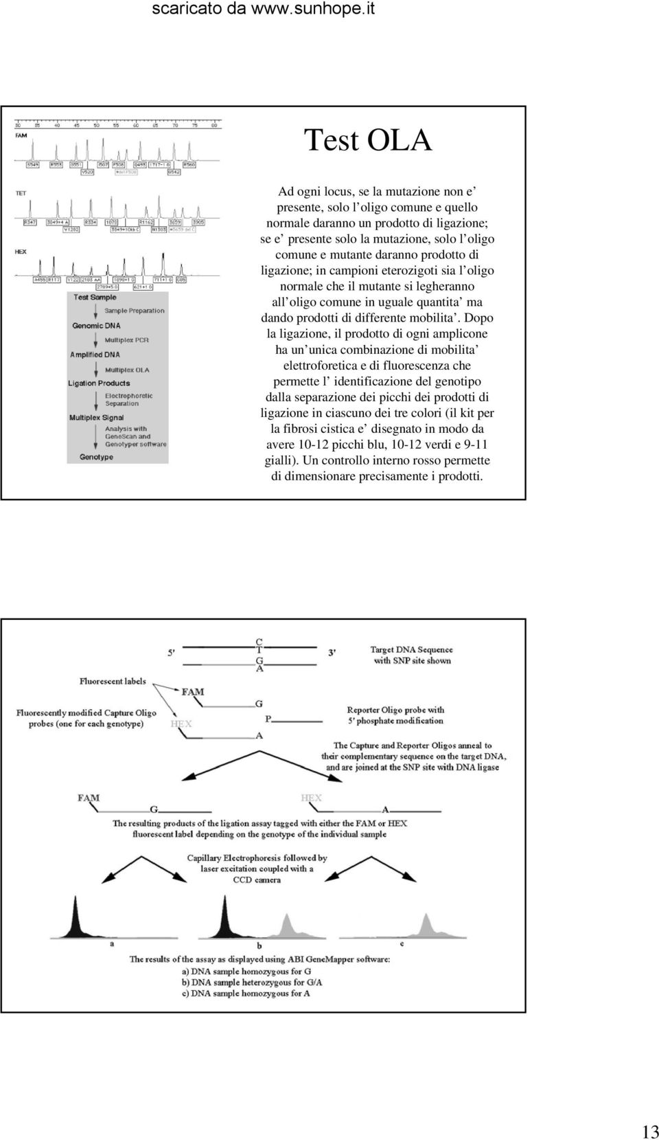 Dopo la ligazione, il prodotto di ogni amplicone ha un unica combinazione di mobilita elettroforetica e di fluorescenza che permette l identificazione del genotipo dalla separazione dei picchi dei
