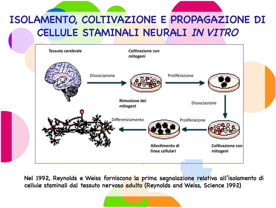 Proliferazione Alles.mento di linee cellulari Col.