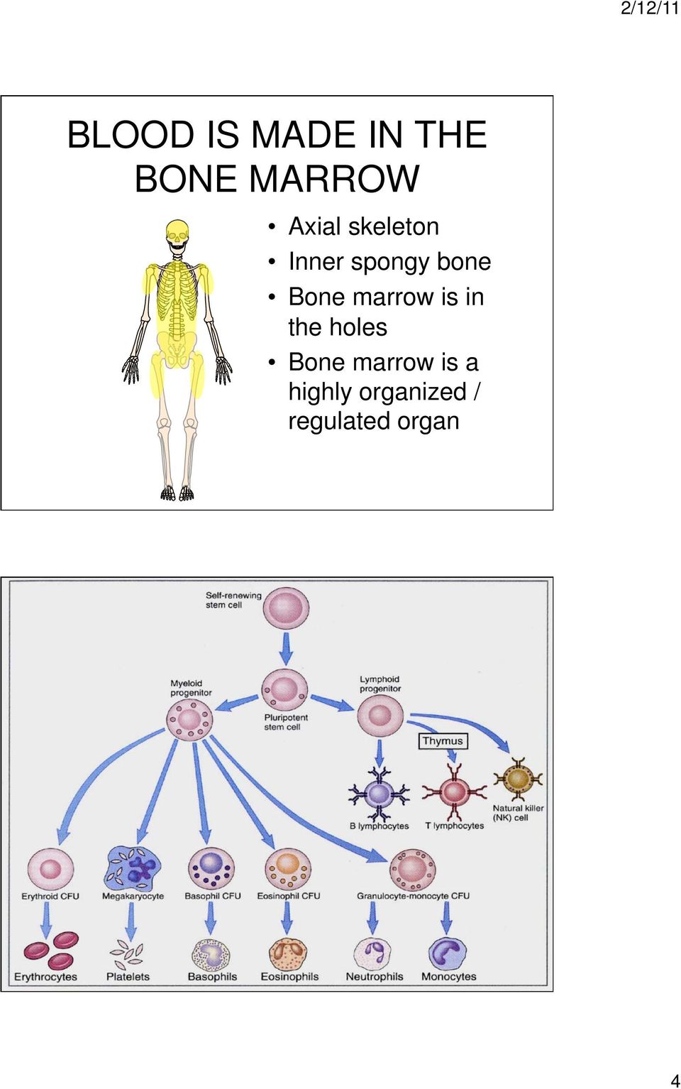 Bone marrow is in the holes Bone