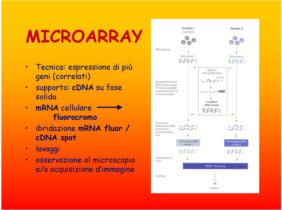 cellulare fluorocromo ibridazione mrna fluor / cdna