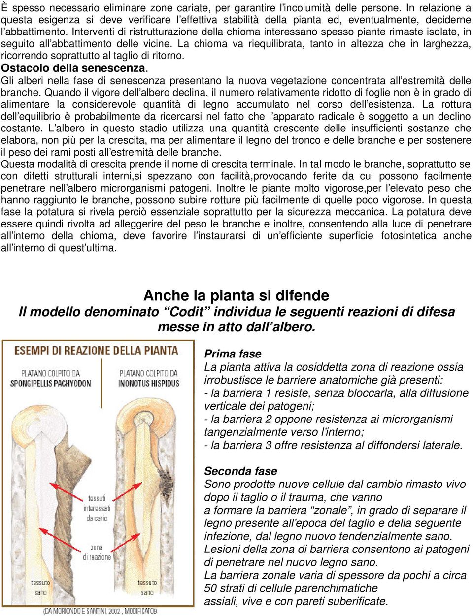 Interventi di ristrutturazione della chioma interessano spesso piante rimaste isolate, in seguito all abbattimento delle vicine.