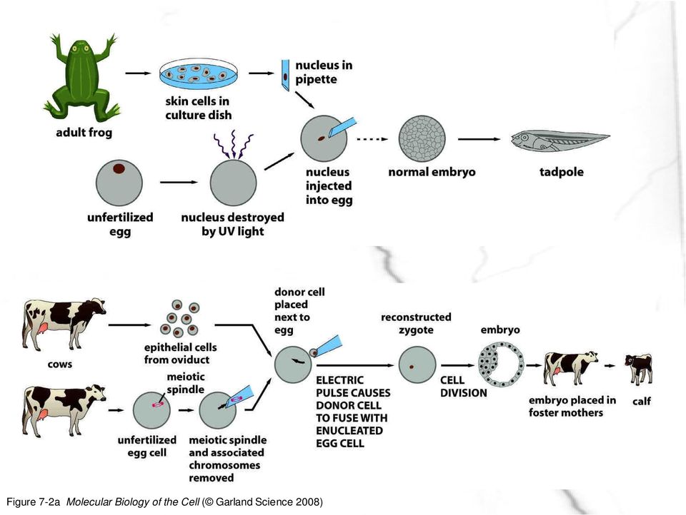 Biology of the