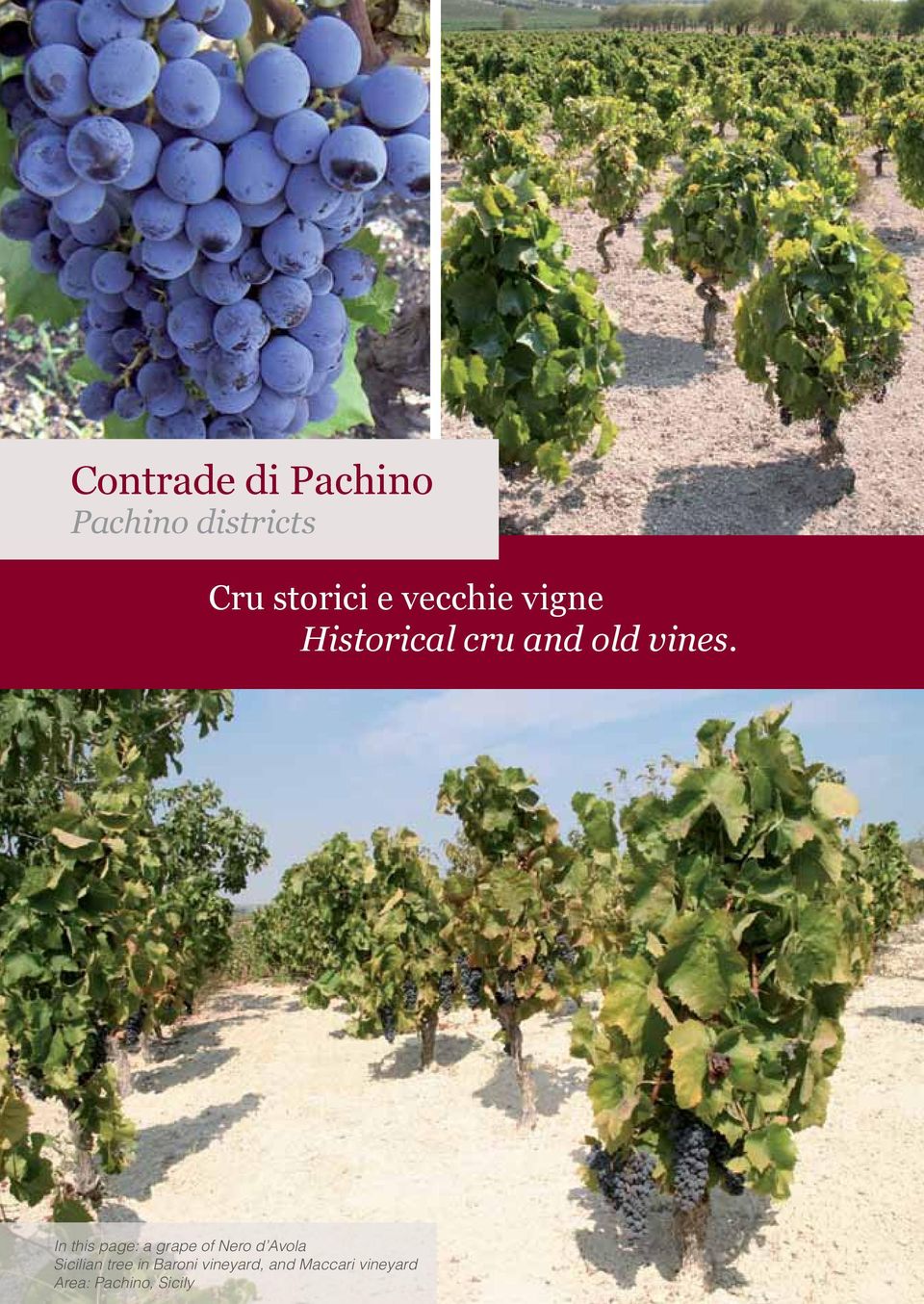 In this page: a grape of Nero d Avola Sicilian tree