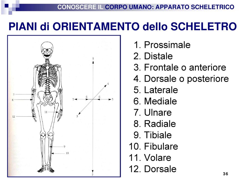 Dorsale o posteriore 5. Laterale 6. Mediale 7.