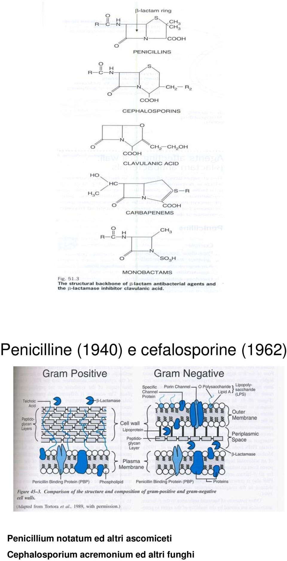 Penicillium notatum ed altri