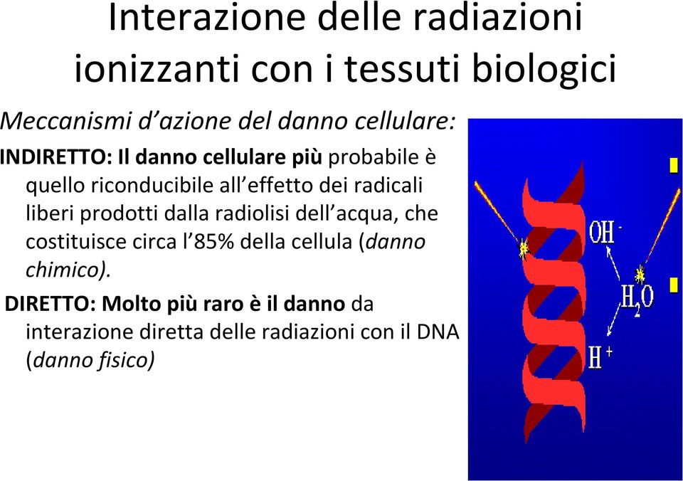 radicali liberi prodotti dalla radiolisi dell acqua, che costituisce circa l 85% della cellula