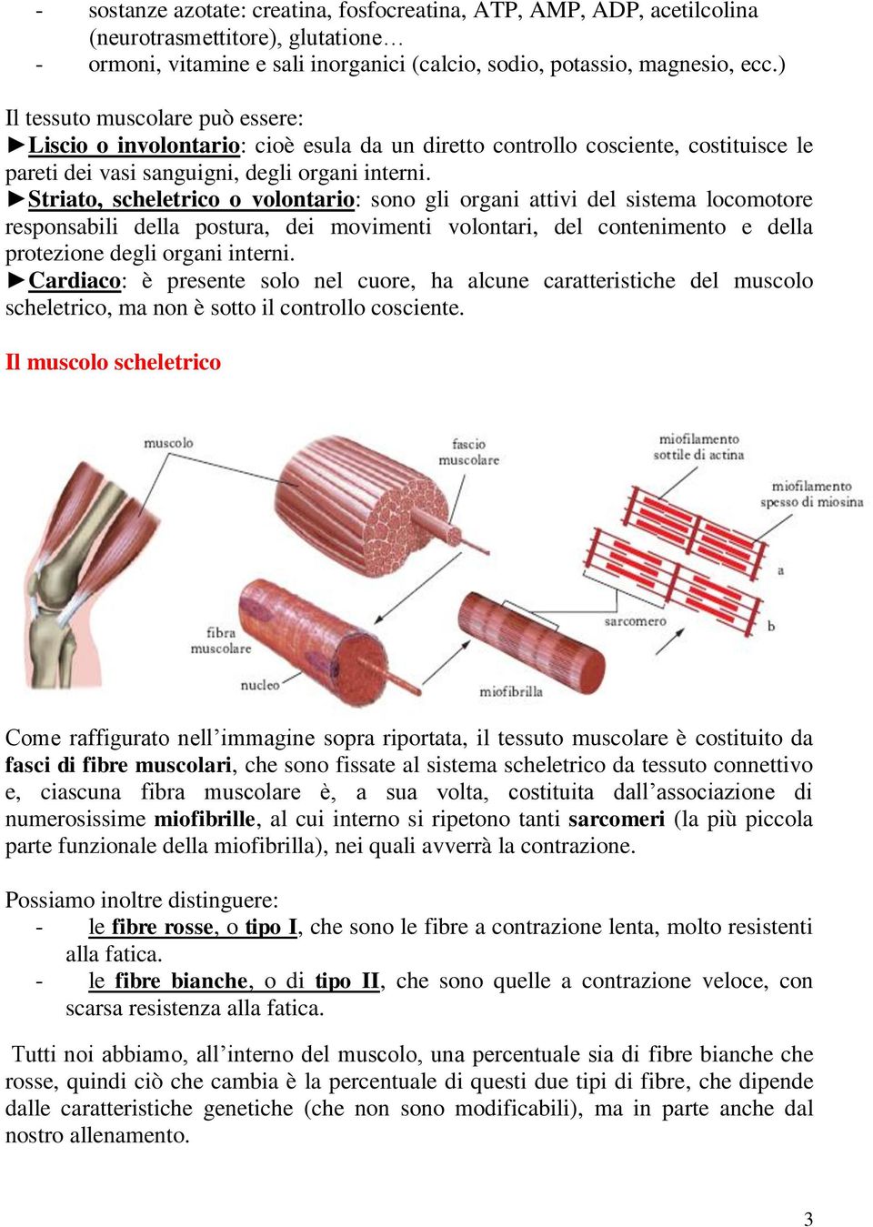 Striato, scheletrico o volontario: sono gli organi attivi del sistema locomotore responsabili della postura, dei movimenti volontari, del contenimento e della protezione degli organi interni.