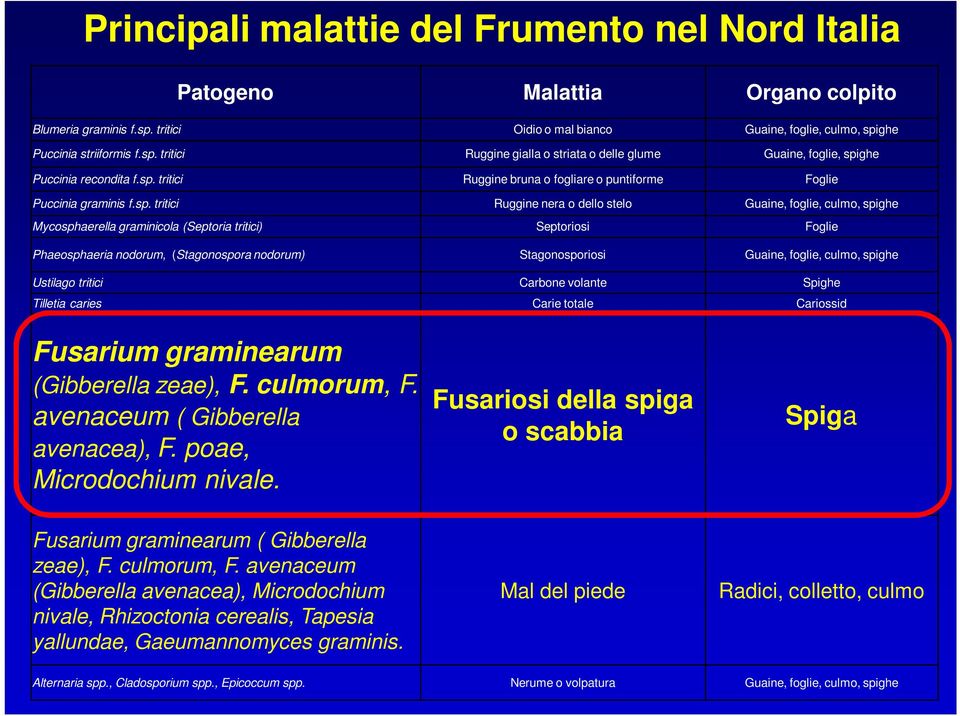 Septoriosi Foglie Phaeosphaeria nodorum, (Stagonospora nodorum) Stagonosporiosi Guaine, foglie, culmo, spighe Ustilago tritici Carbone volante Spighe Tilletia caries Carie totale Cariossid Fusarium