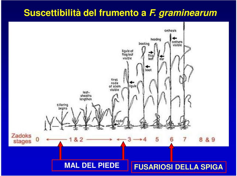 graminearum MAL DEL